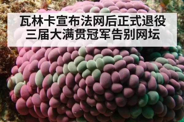 瓦林卡宣布法网后正式退役三届大满贯冠军告别网坛
